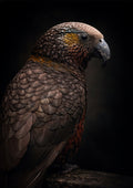 Kākā gaze